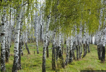 Россия Березка Россия Березка Березка Березка