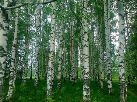 Береза так в России березы шумят