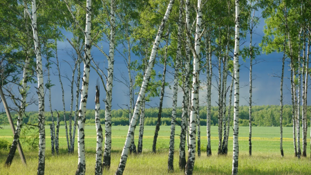Природа Смоленска Берёзки
