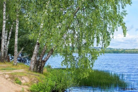 Березовая роща озеро Ивановская область