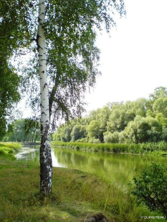 Береза березовый Березенок