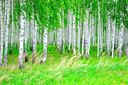 Роща белоствольная