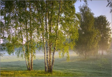 Родина березы