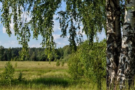 Березовая роща береза повислая