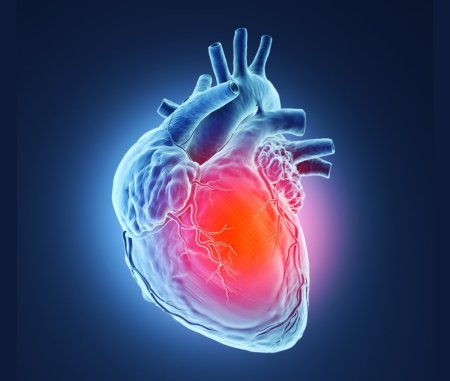 Изображение сердца человека