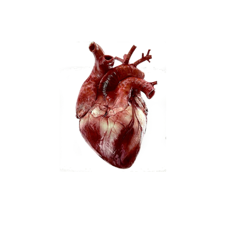 Человеческое сердце картинки (31 фото)