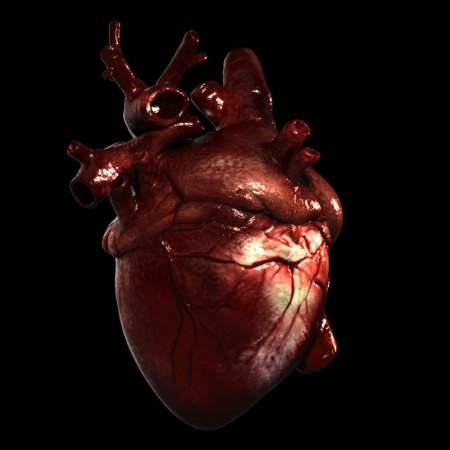 Сердце человека настоящее