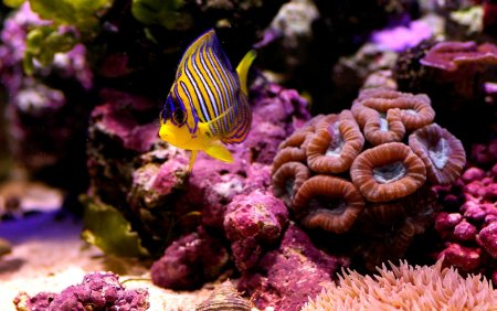 Рыбки коралловых рифов в Красном море