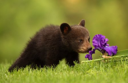 Красивые животные