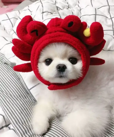 Милый щенок