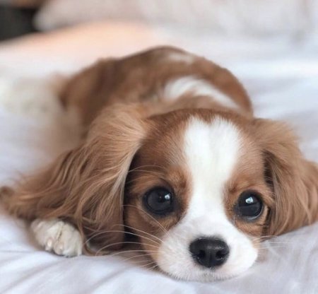 Кавалер Кинг Чарльз спаниель маленький