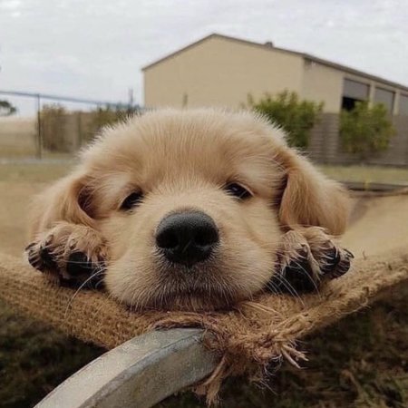 Милые собачки