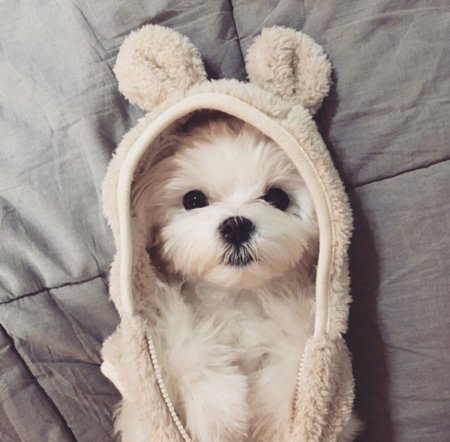 Красивые щенки