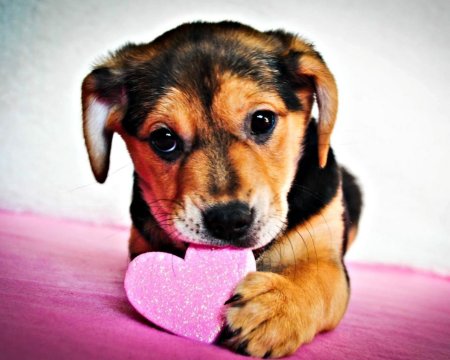 Милый щенок