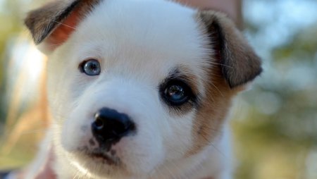 Красивые щенки