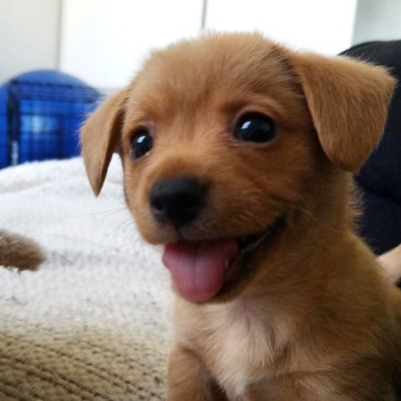 Щенки очень милые