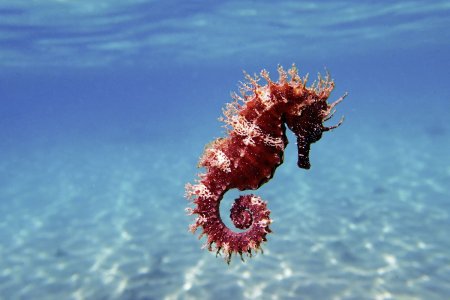 Самый большой морской конек