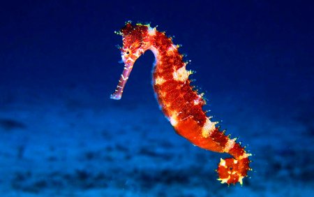 Морской конёк Сатоми