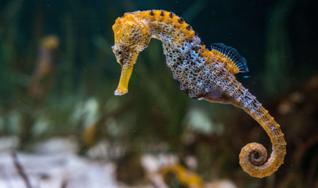Гиппокамп морской конек