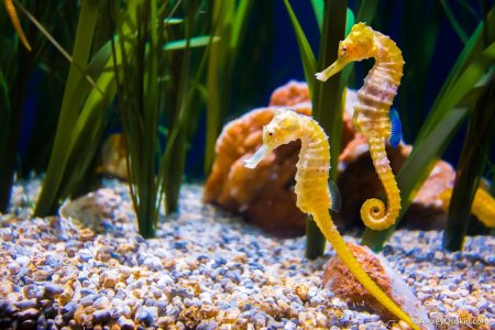 Морской конь