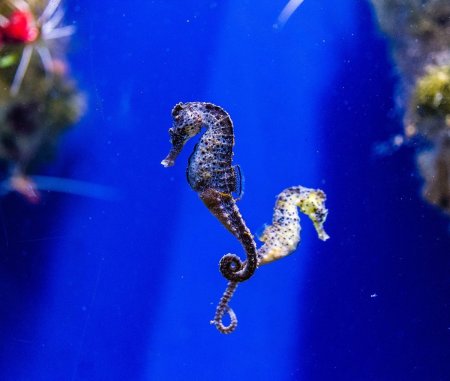 Длиннорылый морской конёк