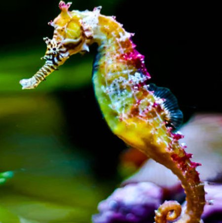 Морской конек фильм 2015