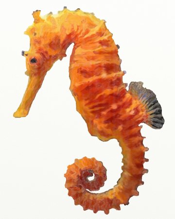 Длиннорылый морской конёк