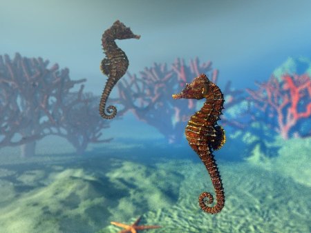 Морской конек