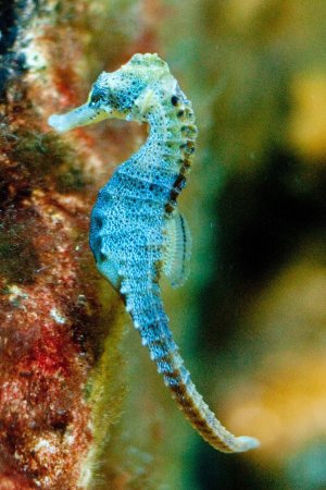 Короткомордый морской конек