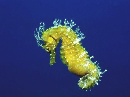 Hippocampus Hippocampus морской конёк