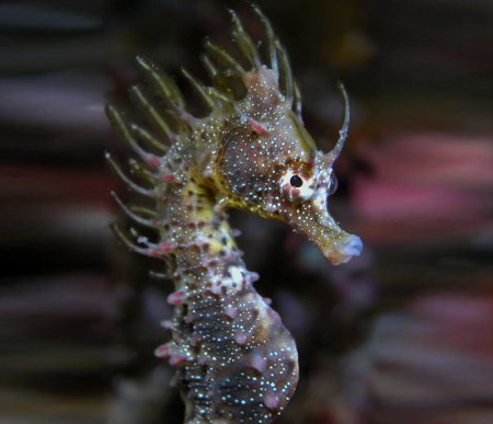 Короткомордый морской конек