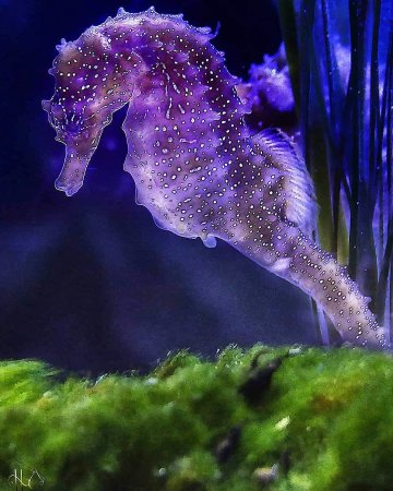 Светящиеся морские коньки