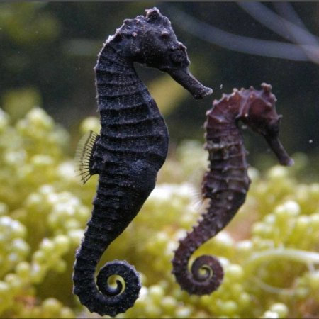 Морской конек черный