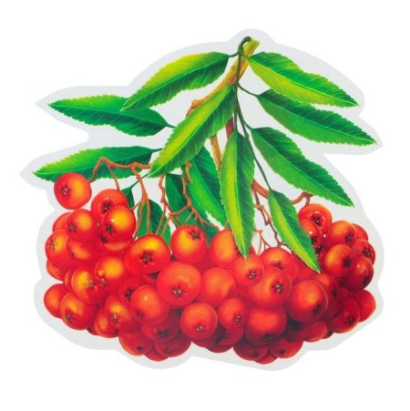 Рябина рисунок