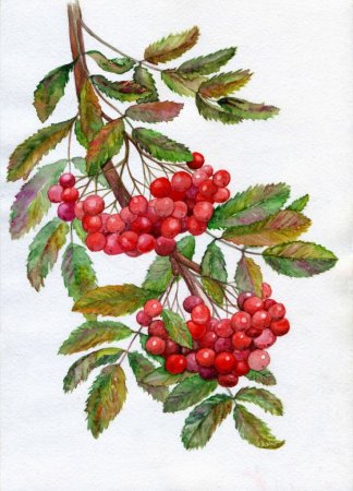 Ветка рябины рисование