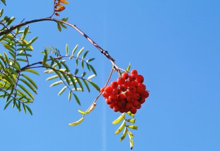 Красивая ветка рябины