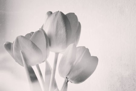 Белые тюльпаны