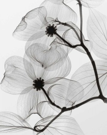 Черно белые картины