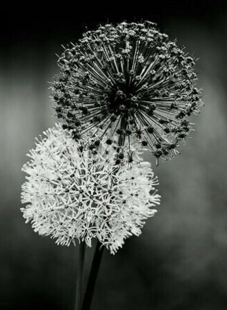 Серые цветы