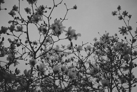 Черно белая Эстетика