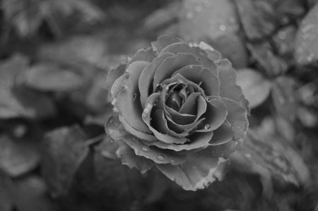 Красивый серый цвет