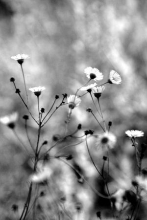 Природа в чёрно-белых тонах