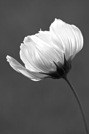 Белые цветы на черном