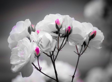 Серые цветы