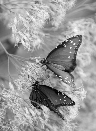 Черные бабочки в природе