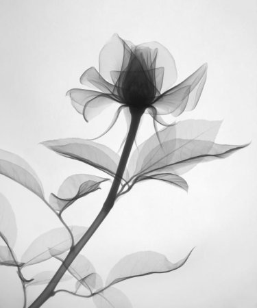 Постеры в черно белом цвете