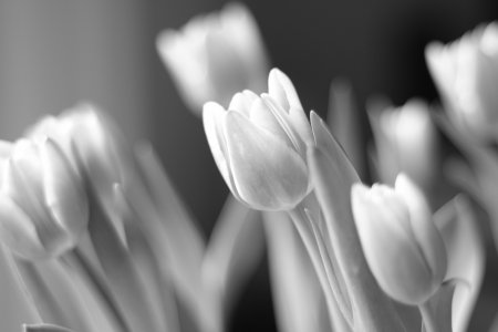 Серые тюльпаны