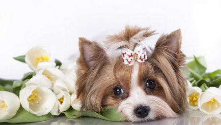 Красивые собачки с бантиком и цветами