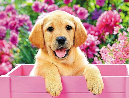 Собака лабрадор щенок