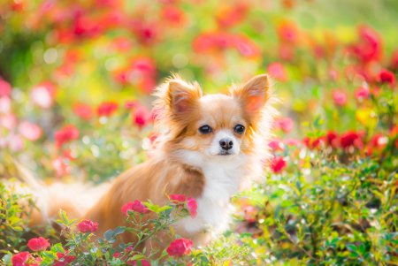 Красивые маленькие собачки